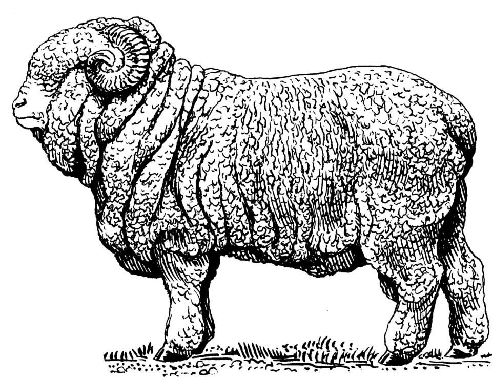 a drawing of a merino sheep