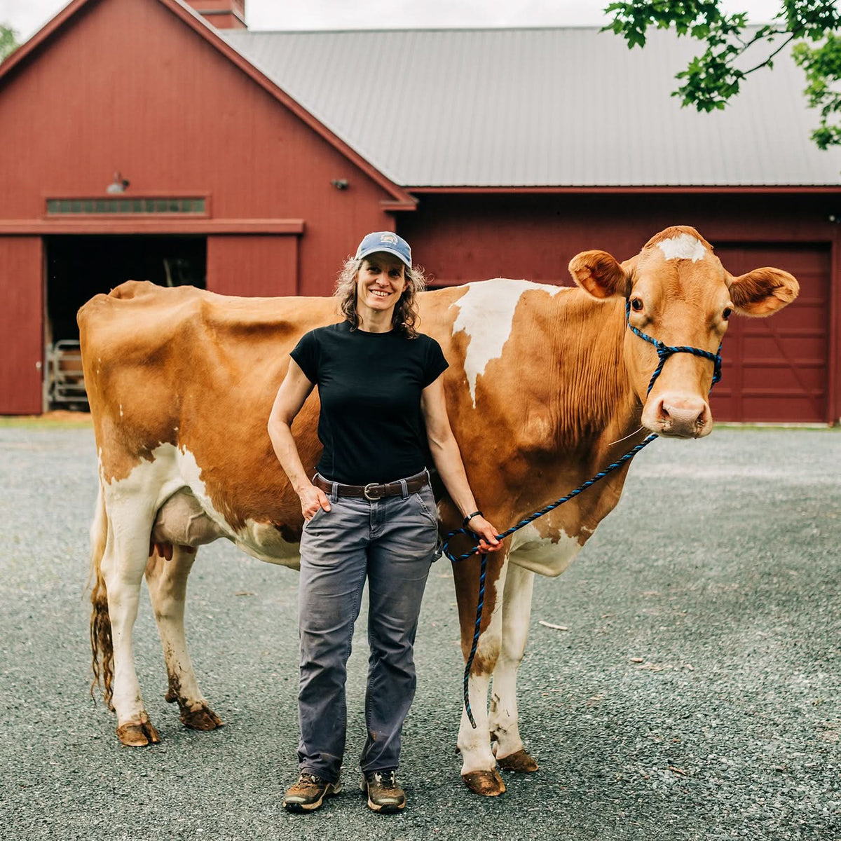 A woman wearing a cap and a black 100 percent merino wool t shirt standing next to a dairy cow outside on a farm.